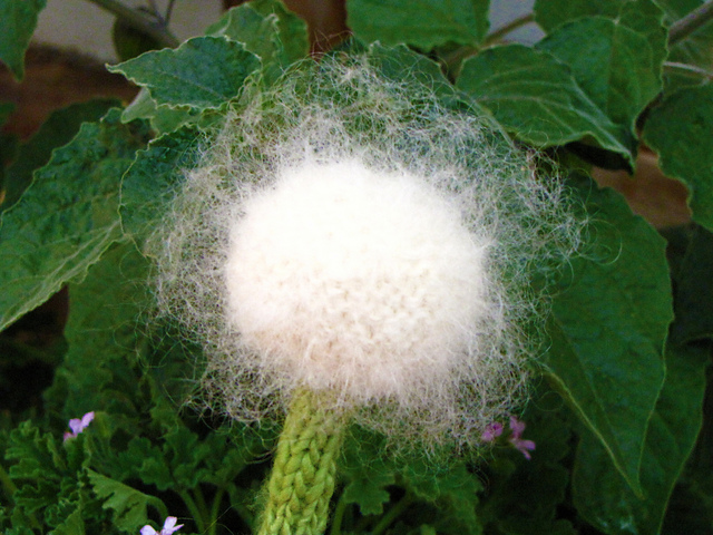 Dandelion Flower