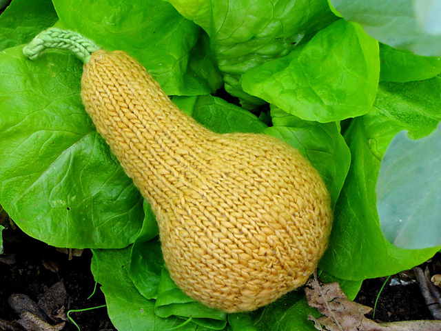 Butternut Squash
