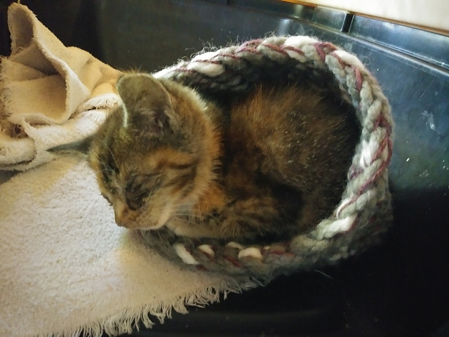 Petite Pet Pouch