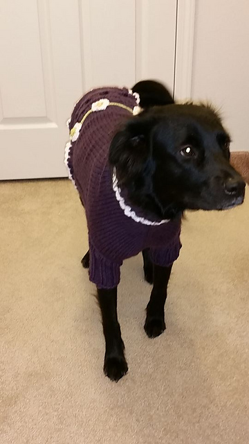Daisy May's Dog Sweater