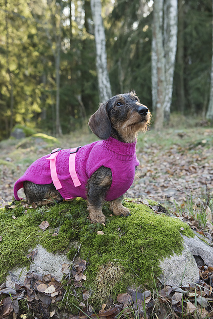 Best in Show