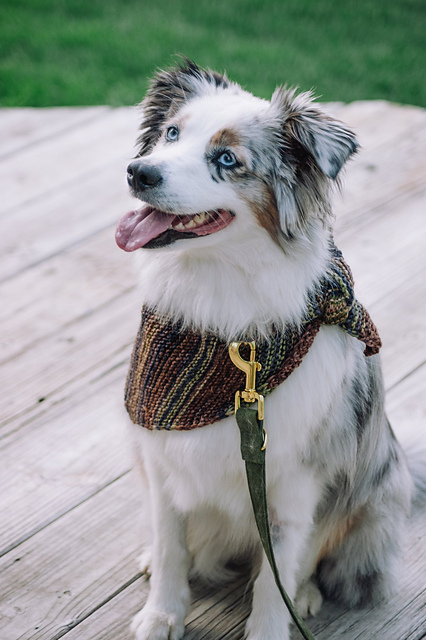 Boardwalk Bandana