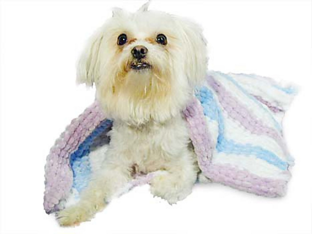 Super Plush Pet Afghan (knit)