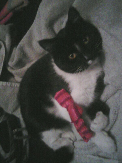 Easy catnip bowtie