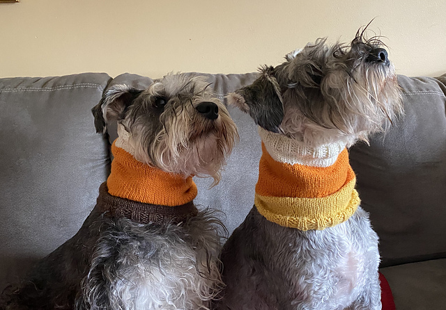 Dog Corn Indian Cowl