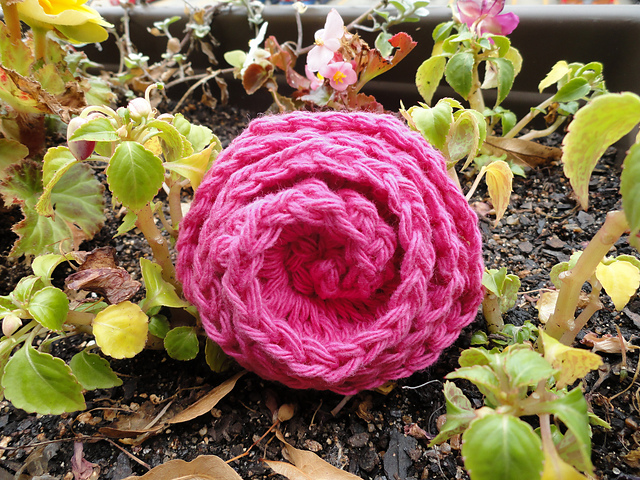 Flared Rose