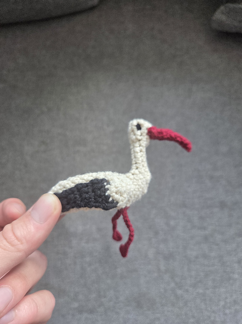 White stork (Ciconia ciconia)