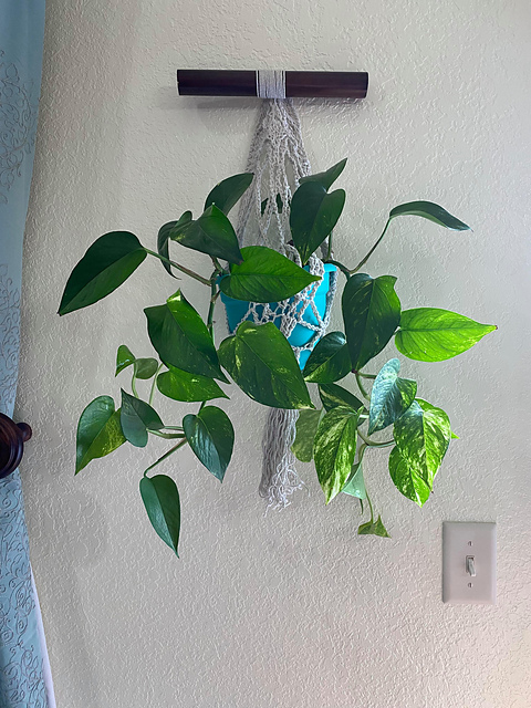 Stevie Plant Hanger