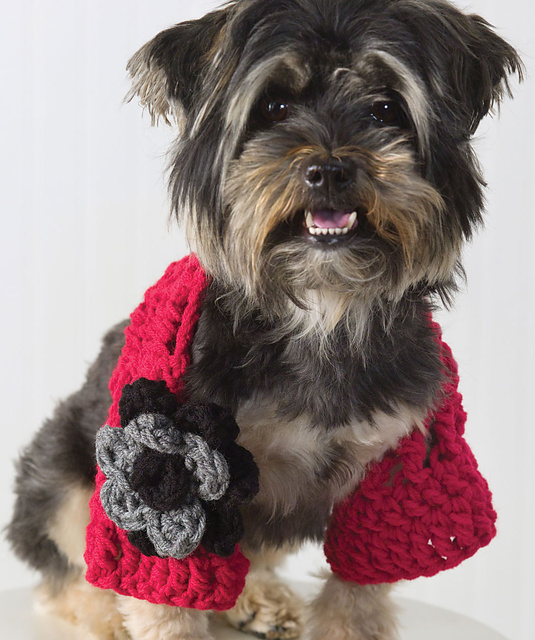 Doggie Shrug