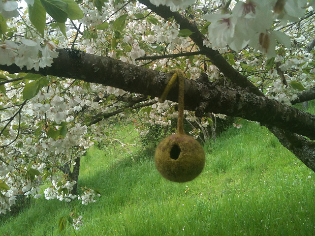For the Birds