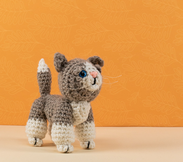 Exotic Shorthair Cat