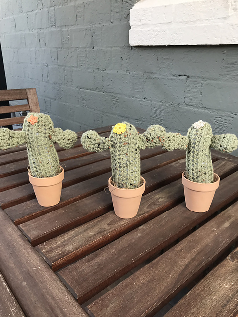 Saguaro Cactus Friends