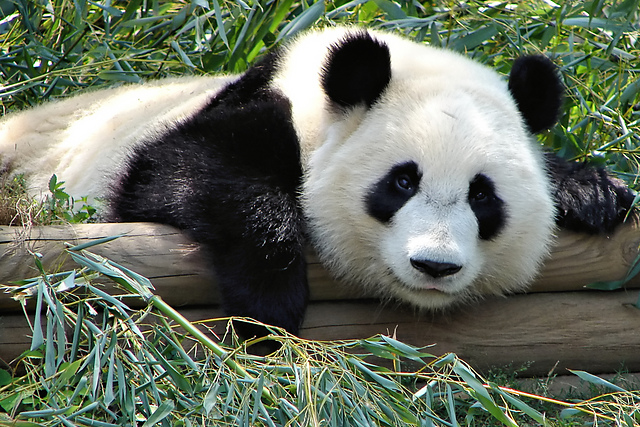 Character Cowl: Panda