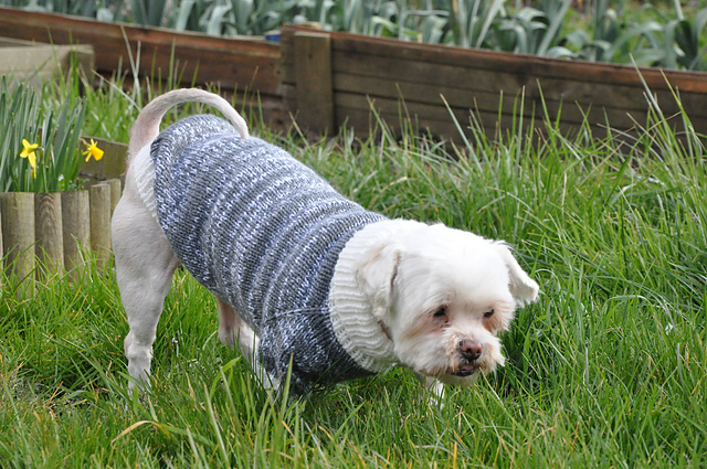 Ravelry: TWINNY - Dog sweater pattern by Angélique Morel