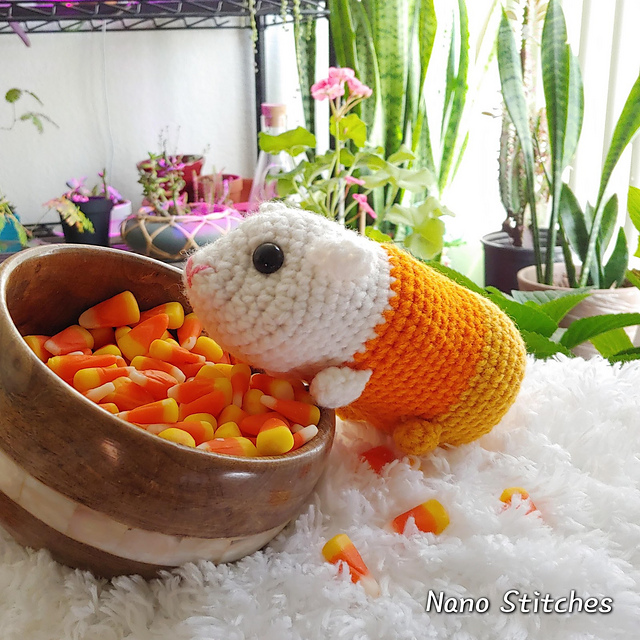 Cavy Corn