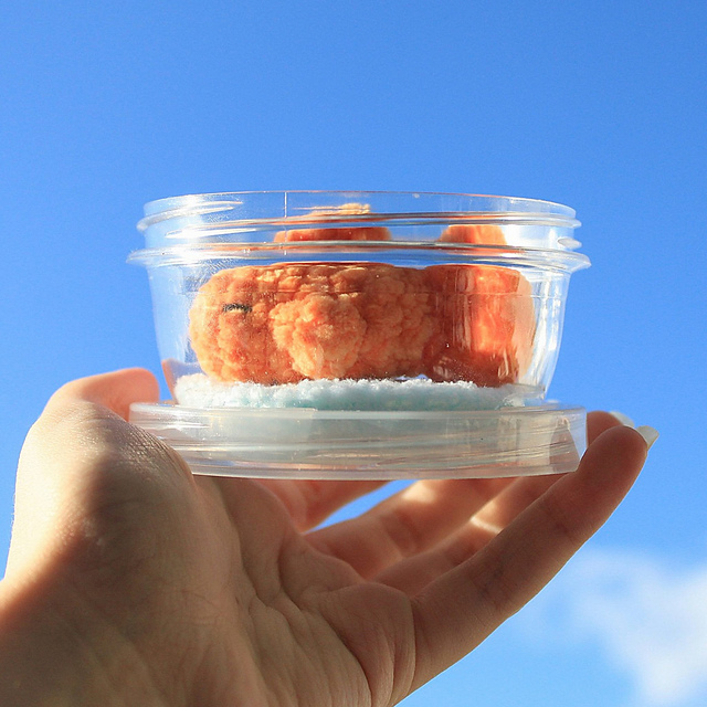 Small Goldfish