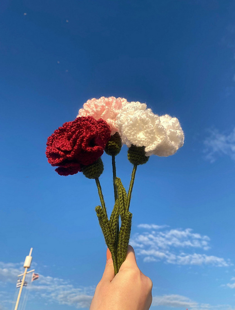 Carnation Flower