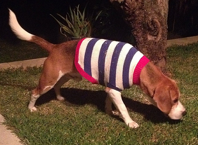 Colour Block Stripe and Paw Print Coats
