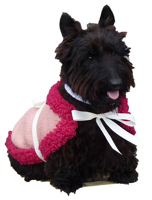 Coat for a Little Dog