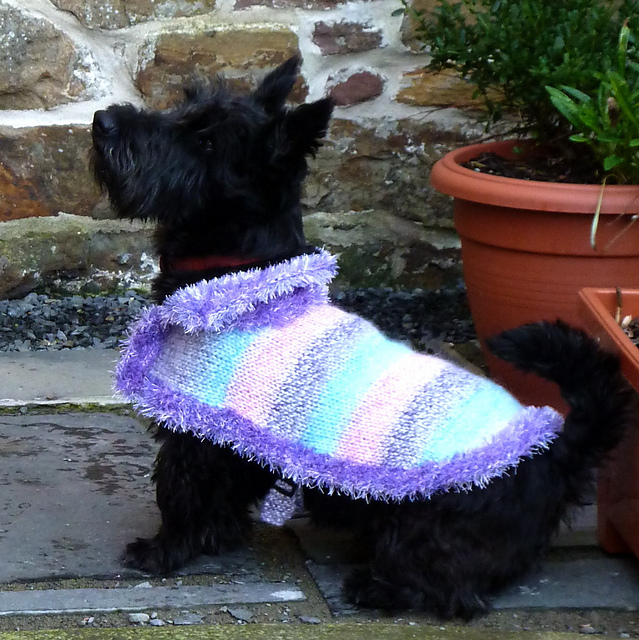 St Gottard Dog Coat