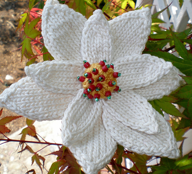 Poinsettia
