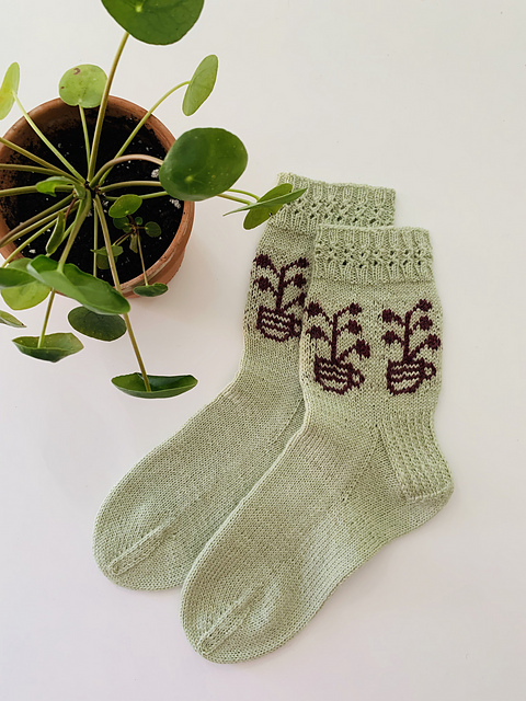 Pilea