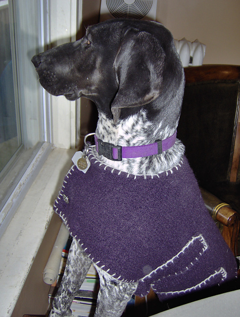 Fabulous and Felted Dog Coat