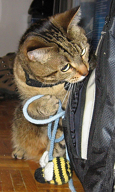 Bumble cat toy