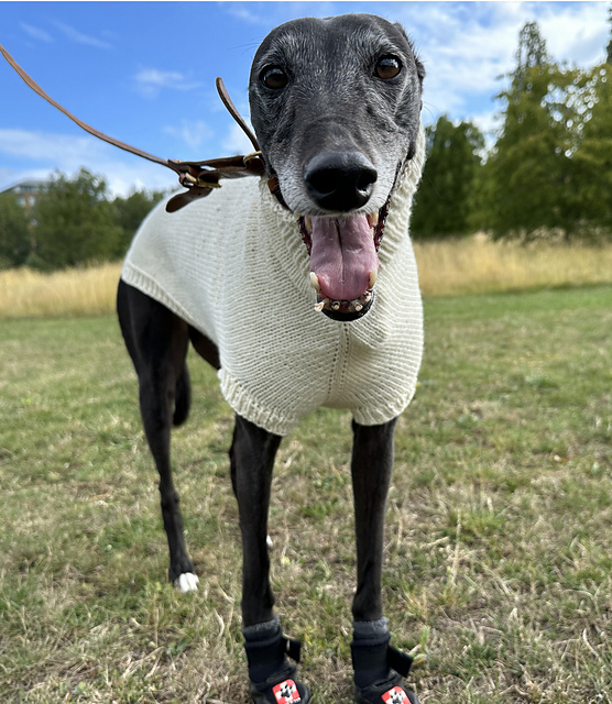 Ravelry: Greyhound sweater pattern by PetArtLab