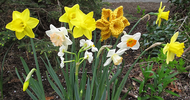 One-Piece Daffodil