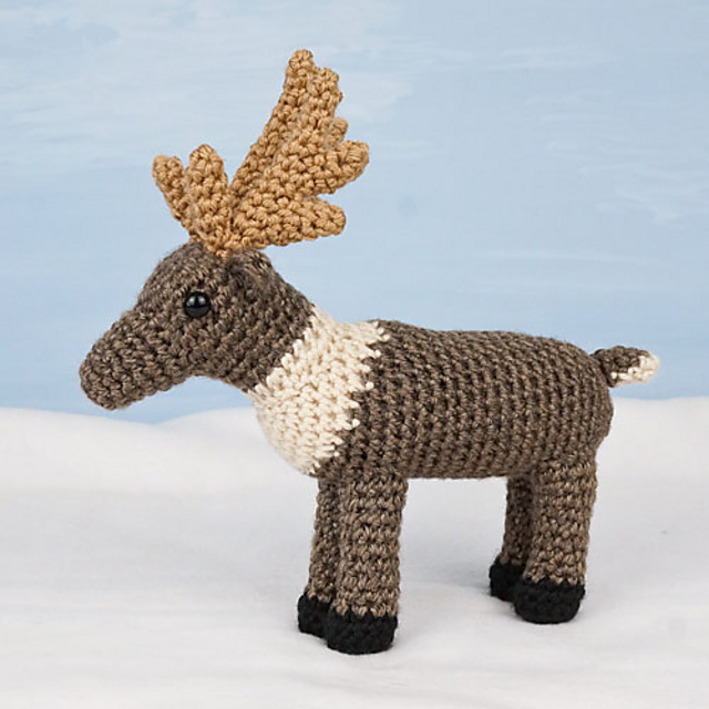 Reindeer - Caribou