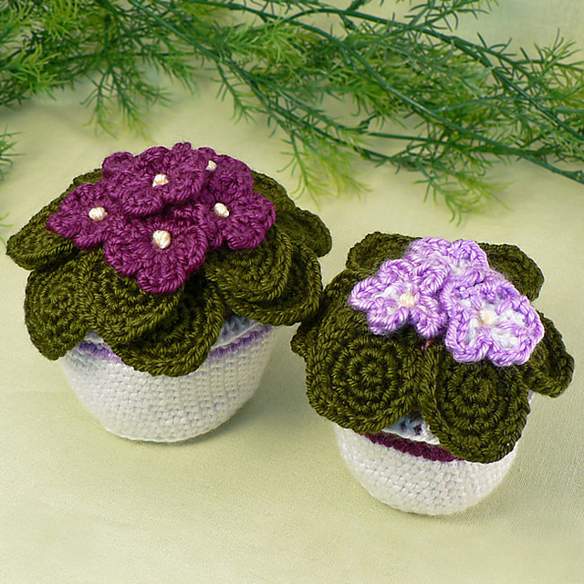 African Violets