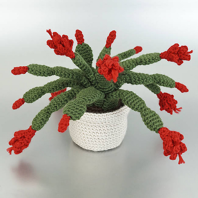 Christmas Cactus