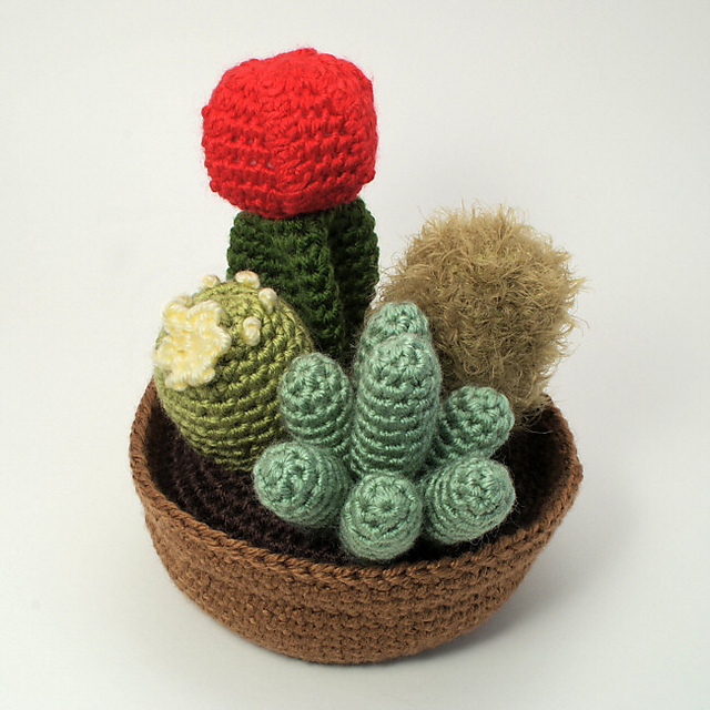 Cactus Collection 1