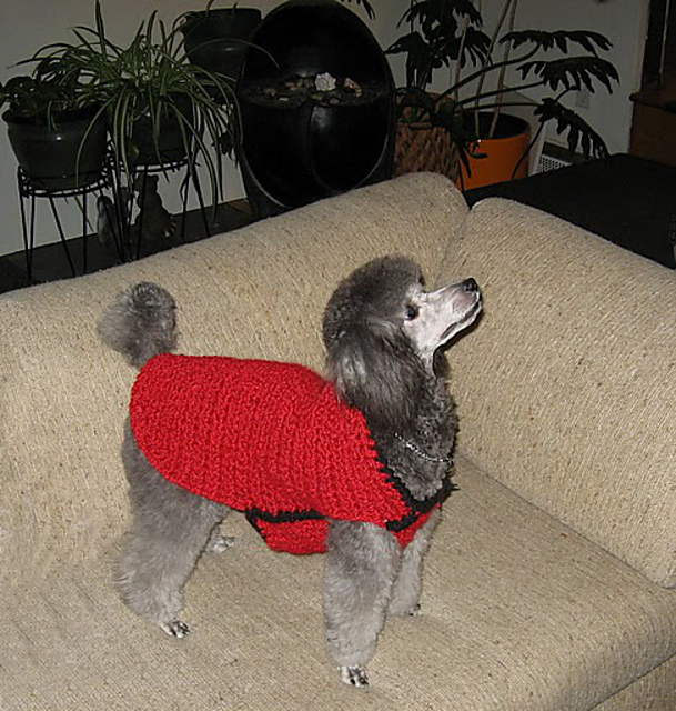 Dog Coat
