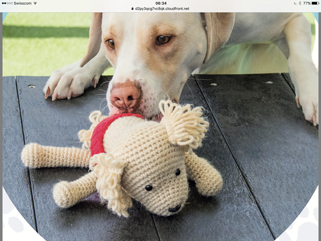 Oliver the Dog