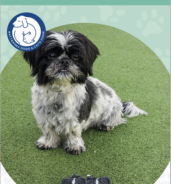 Beryl Puppy Baby Booties for Battersea