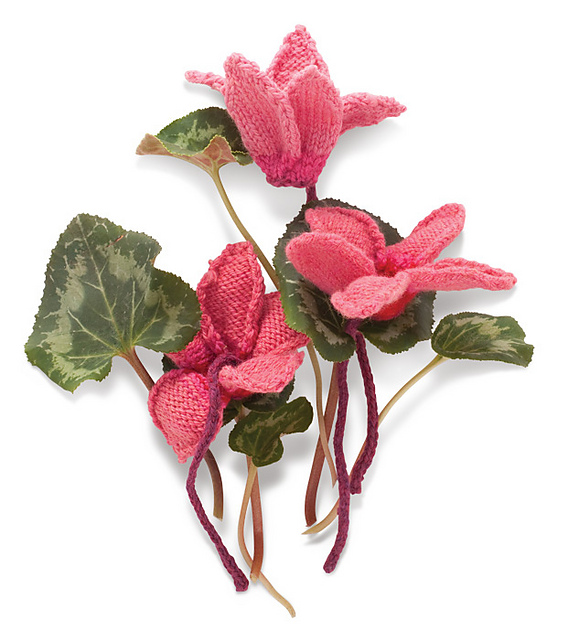 Cyclamen