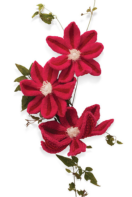 Clematis
