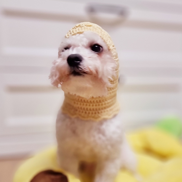 Bow Wow Balaclava