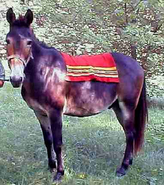 Saddle Blanket