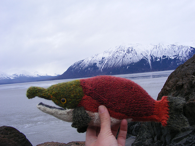 Sockeye Salmon