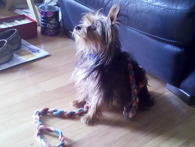 Buster's Doggie Leash