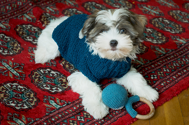 Posh Merino Dog Pullover