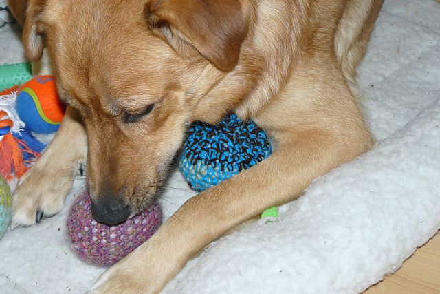 Dog's Squeaky Ball