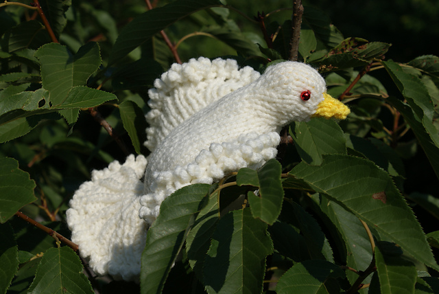 Dove