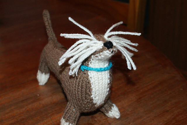 Wire-haired Dachshund