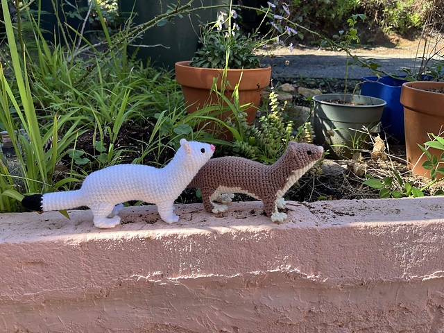 Short-tailed Weasel / Stoat / Ermine