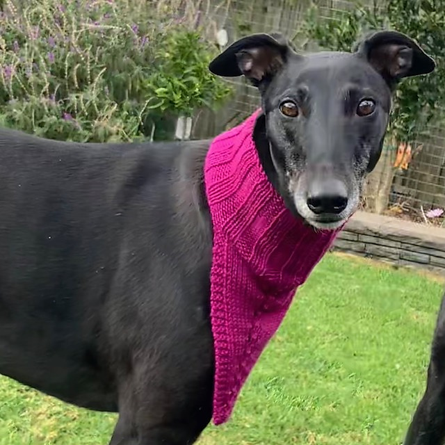 Ginnie's Snoodana for Greyhounds