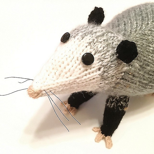 Owen's Opossum